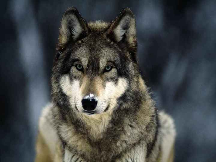 grey-wolf-snow